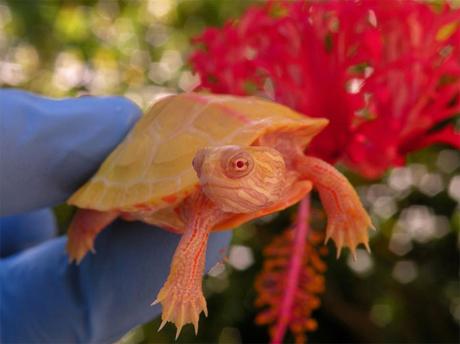 Cette tortue albinos ressemble à un dragon miniature !