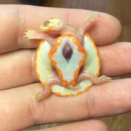 Cette tortue albinos ressemble à un dragon miniature !