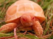 Cette tortue albinos ressemble dragon miniature