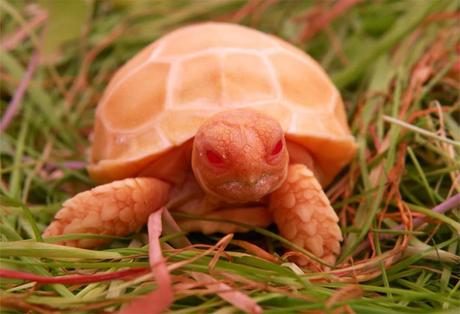 Cette tortue albinos ressemble à un dragon miniature !