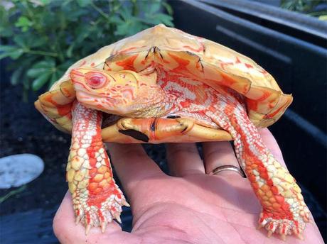 Cette tortue albinos ressemble à un dragon miniature !