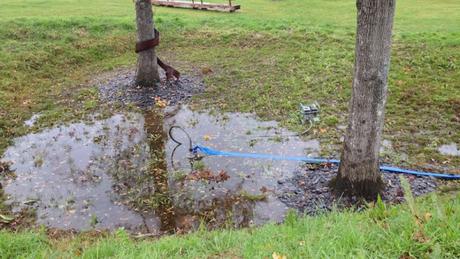 Sauvons les chênes de l’eau