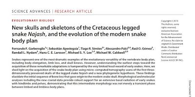 Nouvelle découverte paléontologique en Patagonie [Actu]
