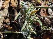 Gnaphale mares (Gnaphalium uliginosum)