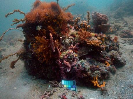 [PHOTOGRAPHIE] : Un algorithme permet d’effacer l’eau… des photos sous-marines