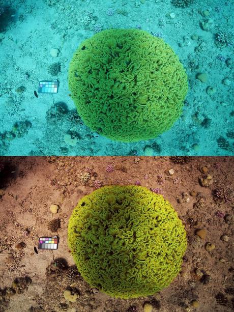 [PHOTOGRAPHIE] : Un algorithme permet d’effacer l’eau… des photos sous-marines