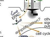 #Cell #adipogénèse #préadipocyte #cilprimaire Acides Gras Omega-3 Activent FFAR4 Ciliaire pour Contrôle l’Adipogénèse
