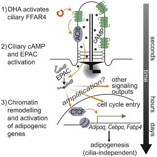 #Cell #adipogénèse #préadipocyte #cilprimaire Les Acides Gras en Omega-3 Activent le FFAR4 Ciliaire pour le Contrôle de l’Adipogénèse
