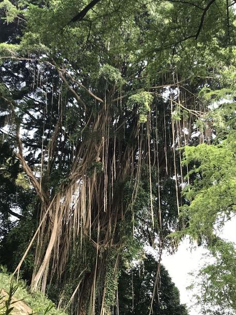 Pays Etranger - Singapour - quelques arbres
