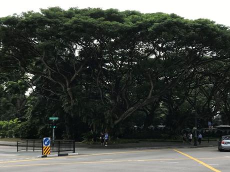 Pays Etranger - Singapour - quelques arbres