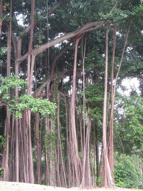 Pays Etranger - Singapour - quelques arbres
