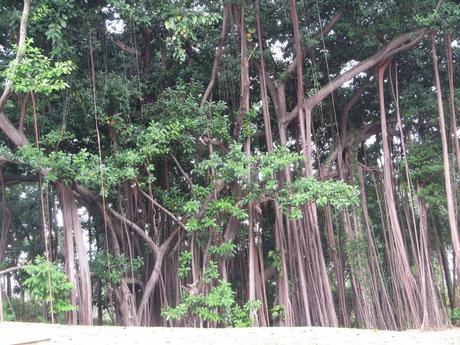 Pays Etranger - Singapour - quelques arbres
