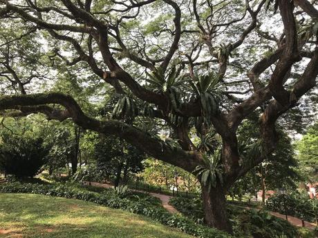 Pays Etranger - Singapour - quelques arbres