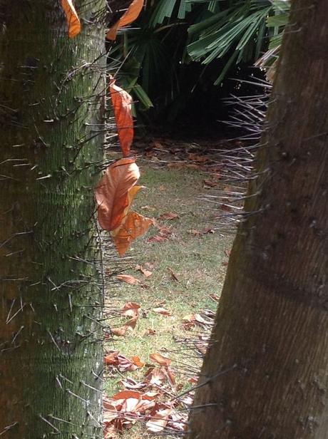 Pays Etranger - Singapour - quelques arbres