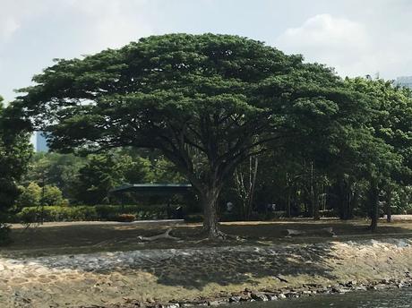 Pays Etranger - Singapour - quelques arbres