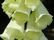 Digitale pourpre (Digitalis purpurea)