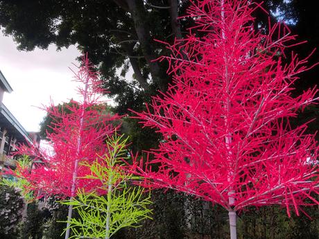 Bière artisanale – REPORTAGE PHOTO: Downtown Disney les 24/11/19 (des centaines d'arbres au néon en plastique, le New Street Eats Bistro et bien d'autres)
 – Mousse de bière