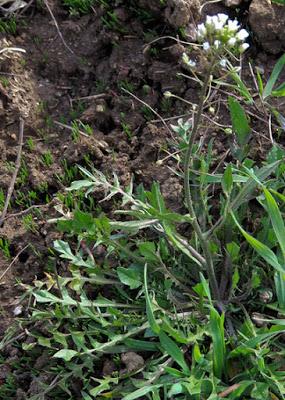 Bourse à pasteur commune (Capsella bursa-pastoris)