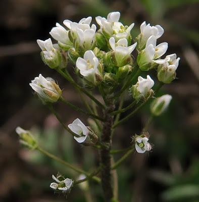 Bourse à pasteur commune (Capsella bursa-pastoris)