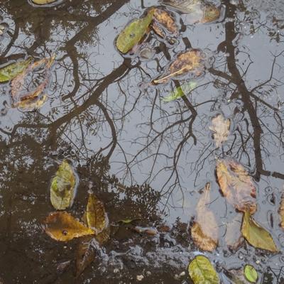Le bon côté de la flaque