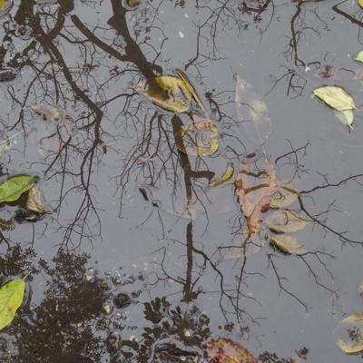 Le bon côté de la flaque