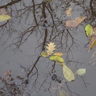 Le bon côté de la flaque
