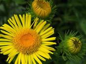 Inule fleuves (Inula britannica)