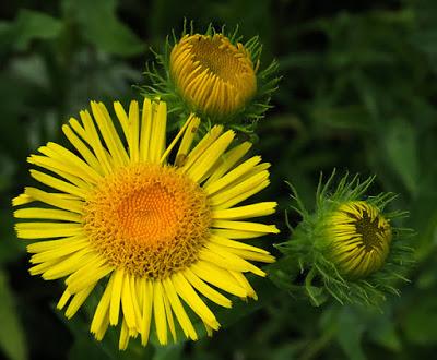 Inule des fleuves (Inula britannica)