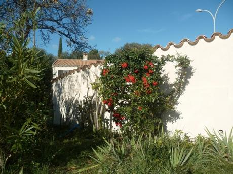 jardin,déchets,feuilles,figuier,gravats,branchages