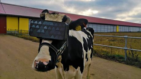En Russie, une ferme utilise la VR pour calmer l’anxiété et le stress des vaches