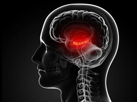 Concrètement, dans les 20 secondes qui suivent l’arrêt du cœur - et donc de la circulation sanguine -, le cerveau n’est plus irrigué par le sang oxygéné.