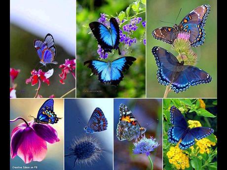 Divers - De belles couleurs - 2