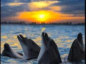 Divers belles couleurs