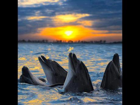 Divers - De belles couleurs - 2