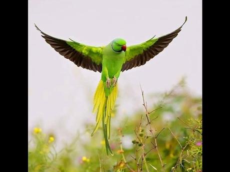 Divers - De belles couleurs - 2