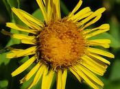 Inule feuilles saule (Inula salicina)