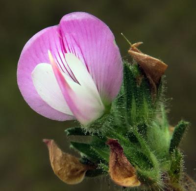 Ononis spinosa subsp. spinosa