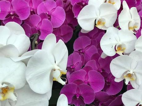 Pays Etranger - Singapour - Quelques jolis coins fleuris