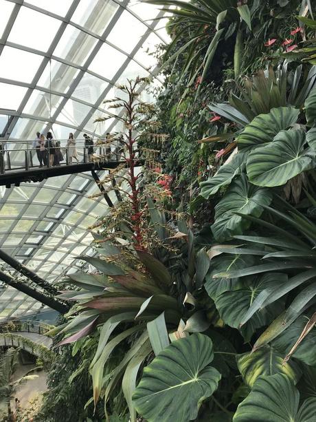 Pays Etranger - Singapour - Quelques jolis coins fleuris