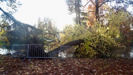 Il a tellement plu que l'arbre a chu