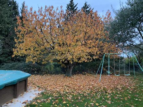 Mon impudique cerisier se déshabille Mon impudique cerisier se déshabille