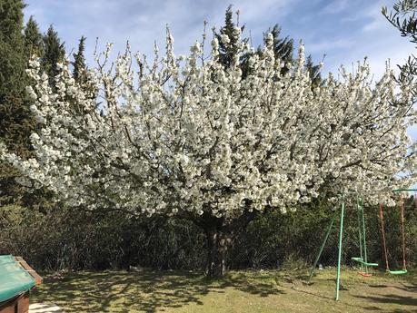 Mon impudique cerisier se déshabille Mon impudique cerisier se déshabille