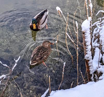 Mittenwald - Am Lautersee - 30 November 2019 - 20 Bilder