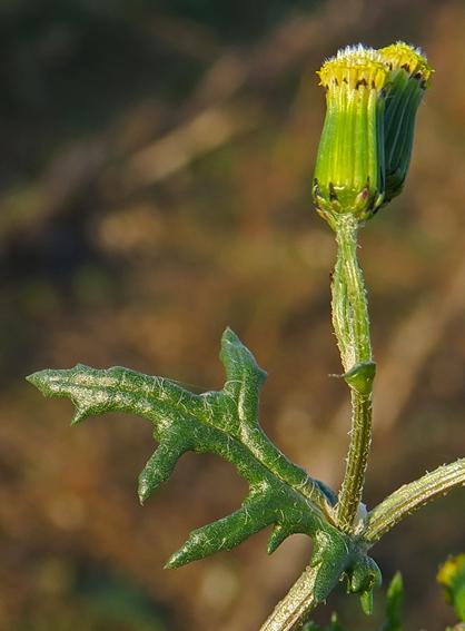 Séneçon commun (Senecio vulgaris)
