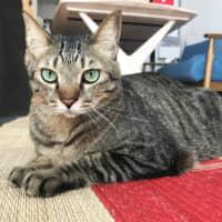 Un ami permanent: prêt à recevoir une cheminée à côté - ou du moins un salon chaleureux - Chemney est le type que vous aimerez pour toujours.