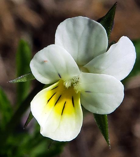 Pensée des champs (Viola arvensis)