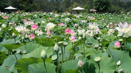 Guide De La Fleur De Lotus Signification Et Symbolique