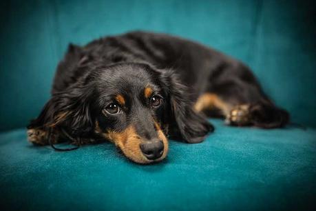 Comment choisir un canapé pour son chien ?