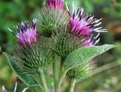 Bardane à petites têtes (Arctium minus)