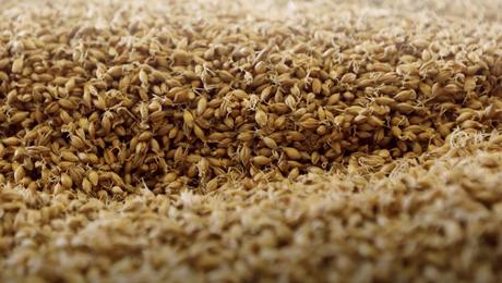 grain d'orge malt